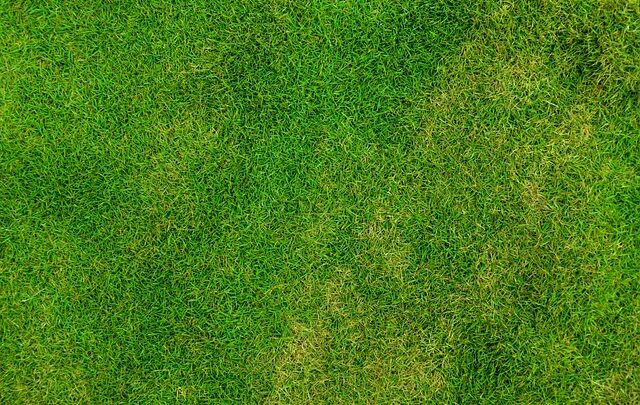 Sådan bekæmper du mos i din græsplæne uden at skade planter og dyr