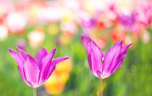 Tulipantræets helbredende egenskaber: Naturlig medicin fra naturen