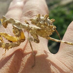 Fem ting du ikke vidste om bedemænd