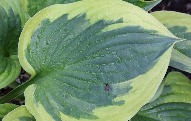Monstera Marvels: The Fascinating World of Variegated Monstera