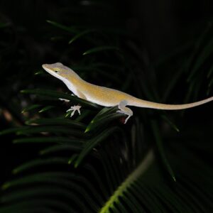 Fra grus til grønne oaser: Inspiration til moderne haveanlæg