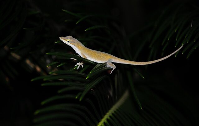 Fra grus til grønne oaser: Inspiration til moderne haveanlæg